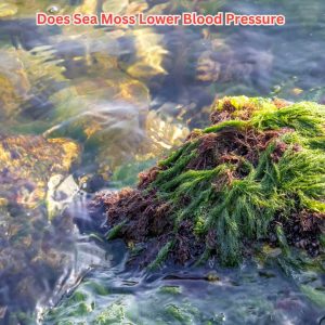 does sea moss lower blood pressure