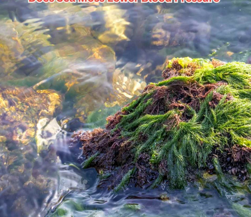 does sea moss lower blood pressure